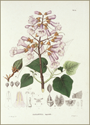 『日本植物誌』（Flora Japonica）4コマ目