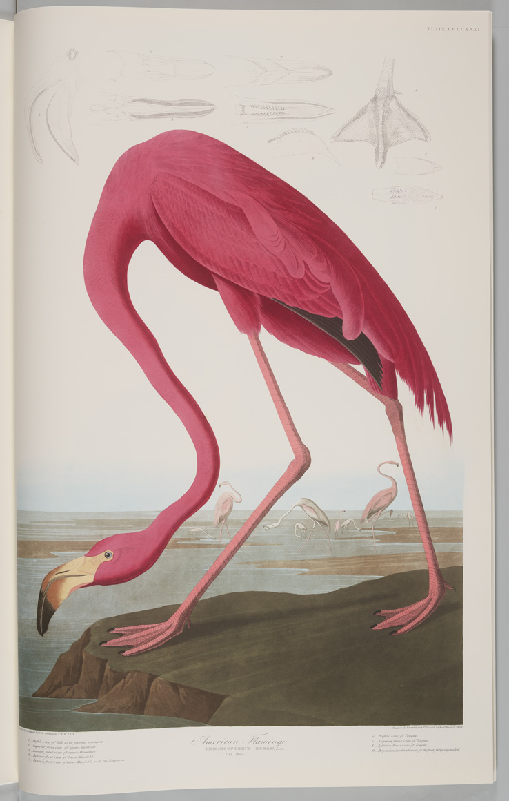 65 The birds of America v.4の画像