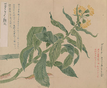 Senecio pseudoarnica's image of Ezo somokuzu transcribed by KURIMOTO Tanshu