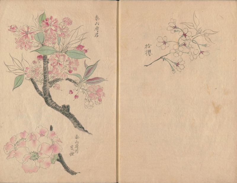 Sakura zukushi