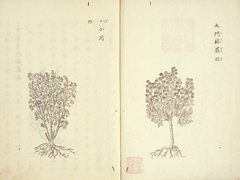 ドドネウス『草木誌』 図版の模写「ドゝニウス和蘭本草和解」
